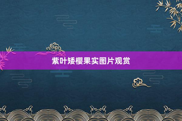 紫叶矮樱果实图片观赏